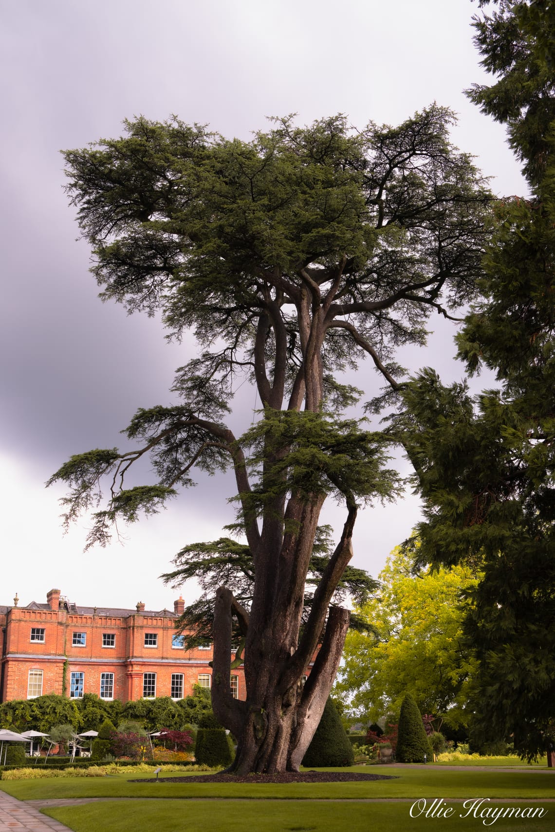The tallest tree