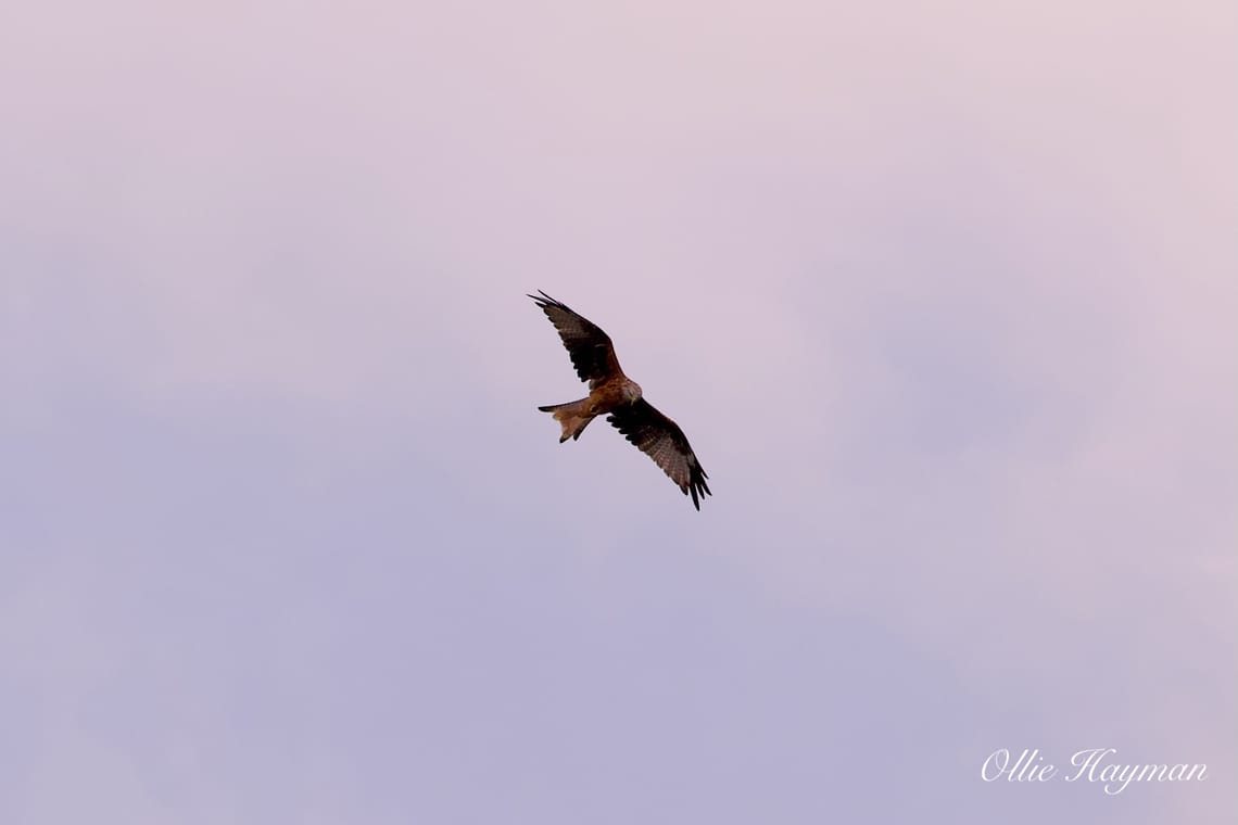 Red kite