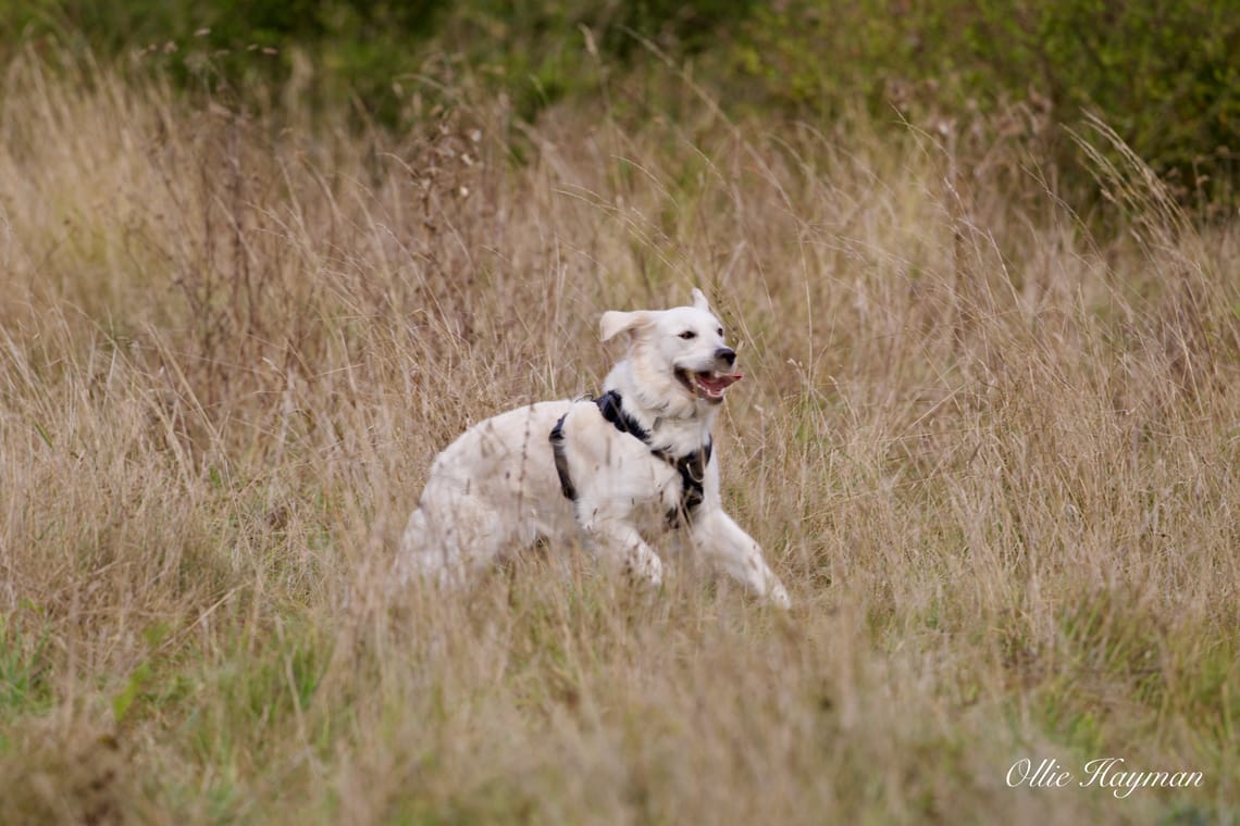 Dog in the grass