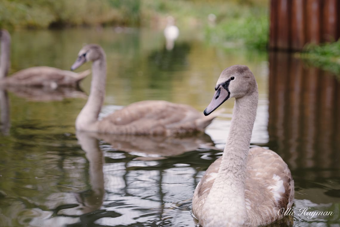 Cygnet
