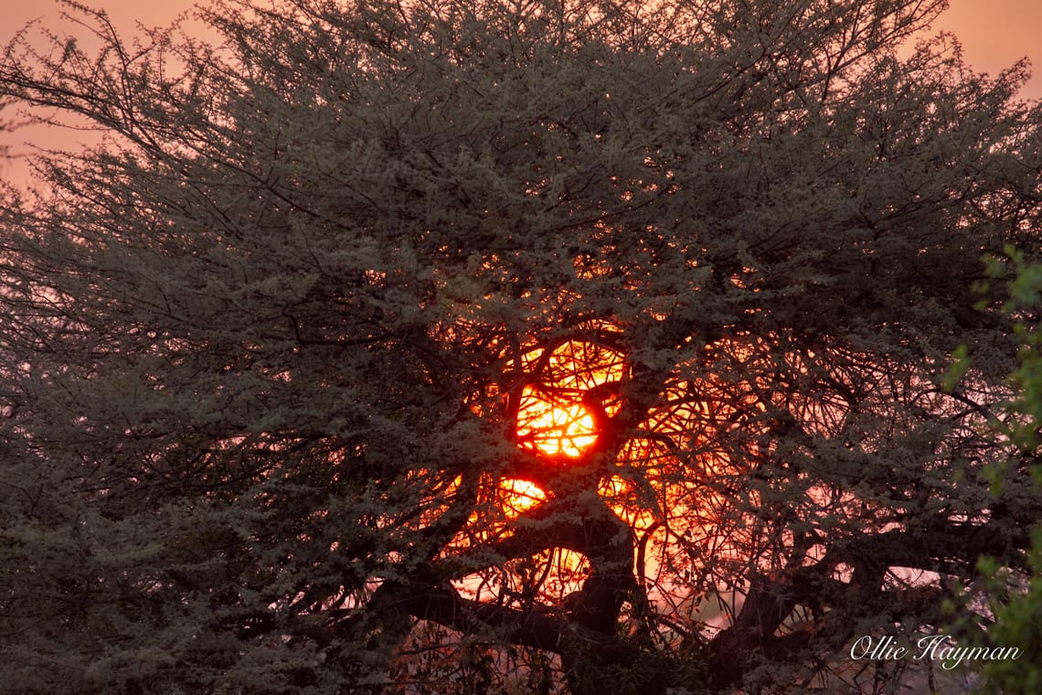 Sunsetting through tree