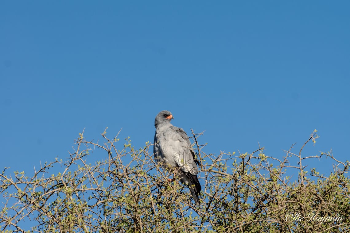 Pale Chanting Goshawk
