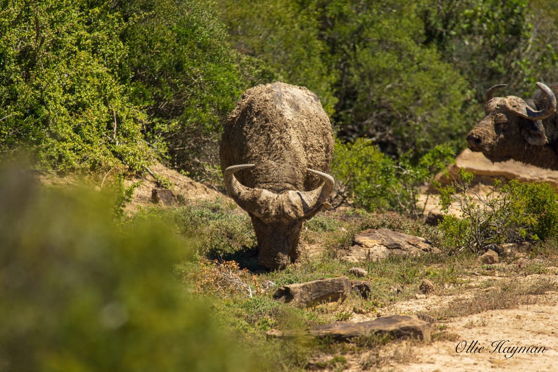 Cape Buffalo