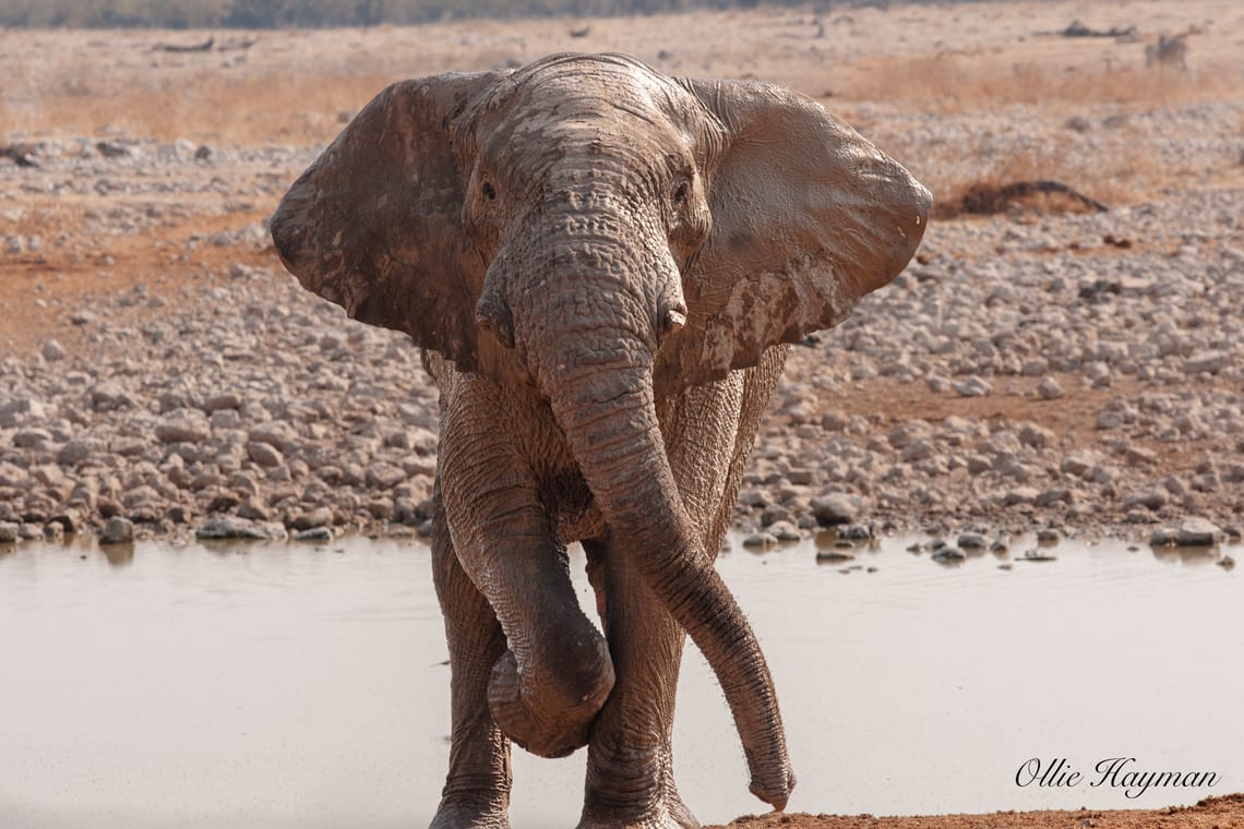 Elephant