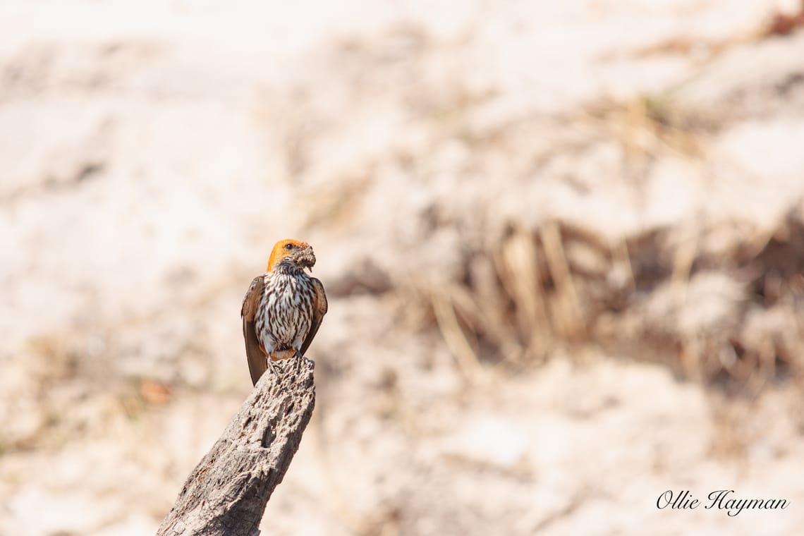 Lesser Striped Swallow