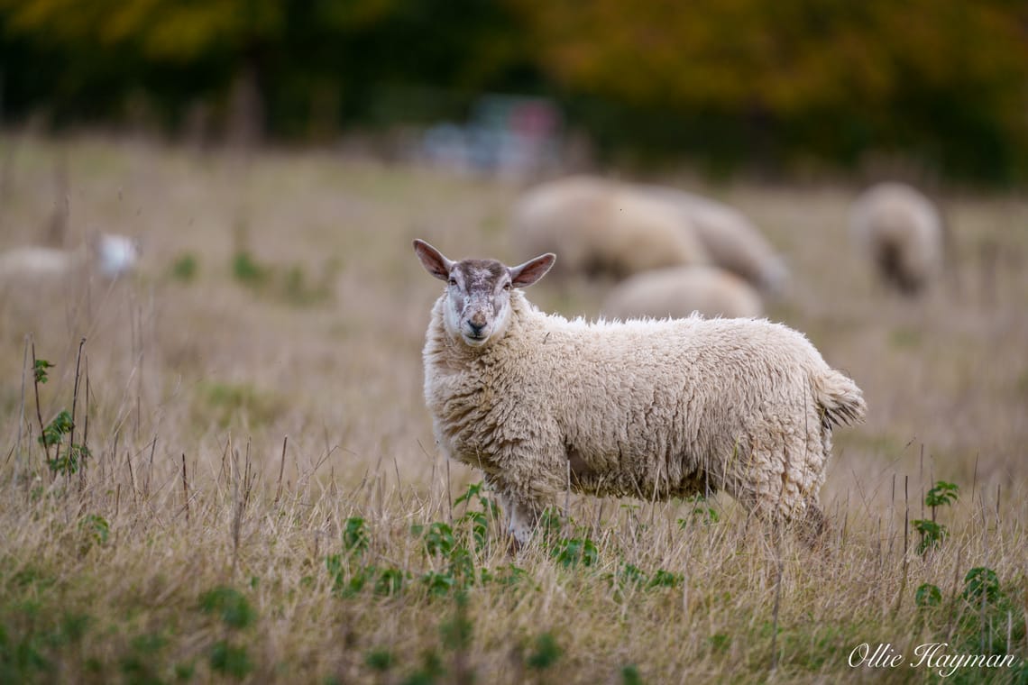 Sheep with sun glow