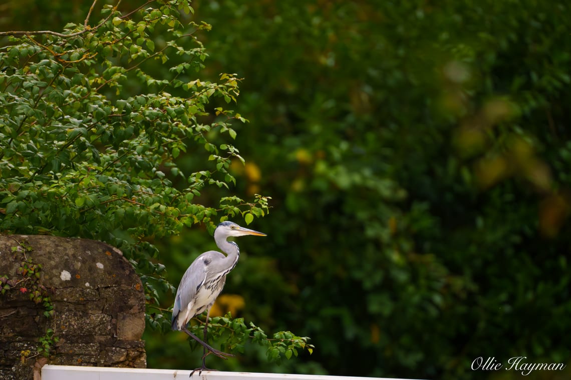 Grey Heron taking a step