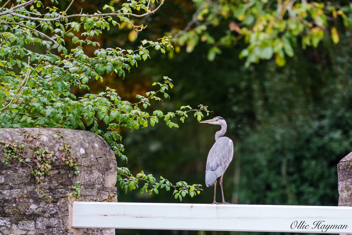 Grey heron showing it's back