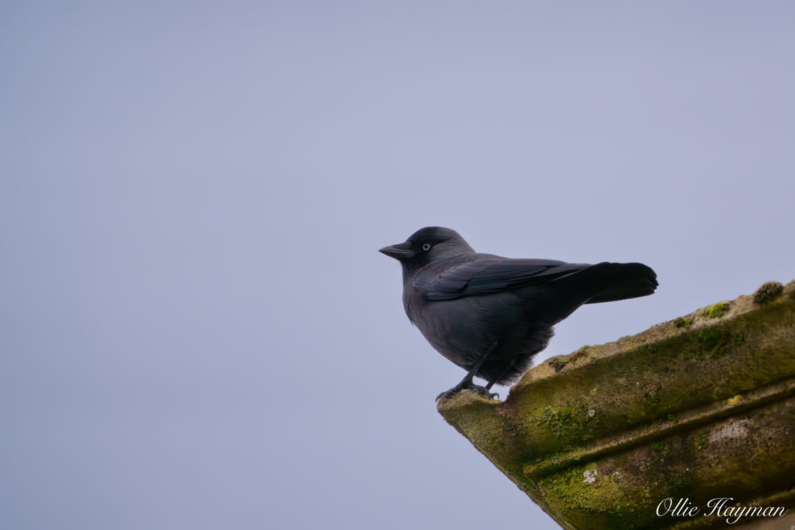 Jackdaw perched on a chimney