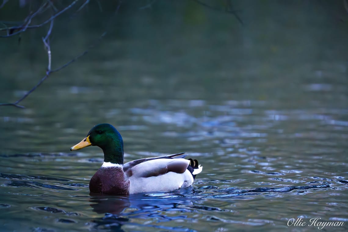 Mallard Drake
