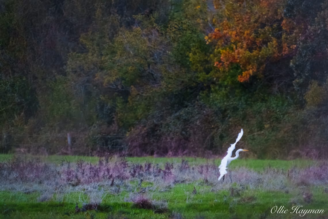 Little Egret Landing