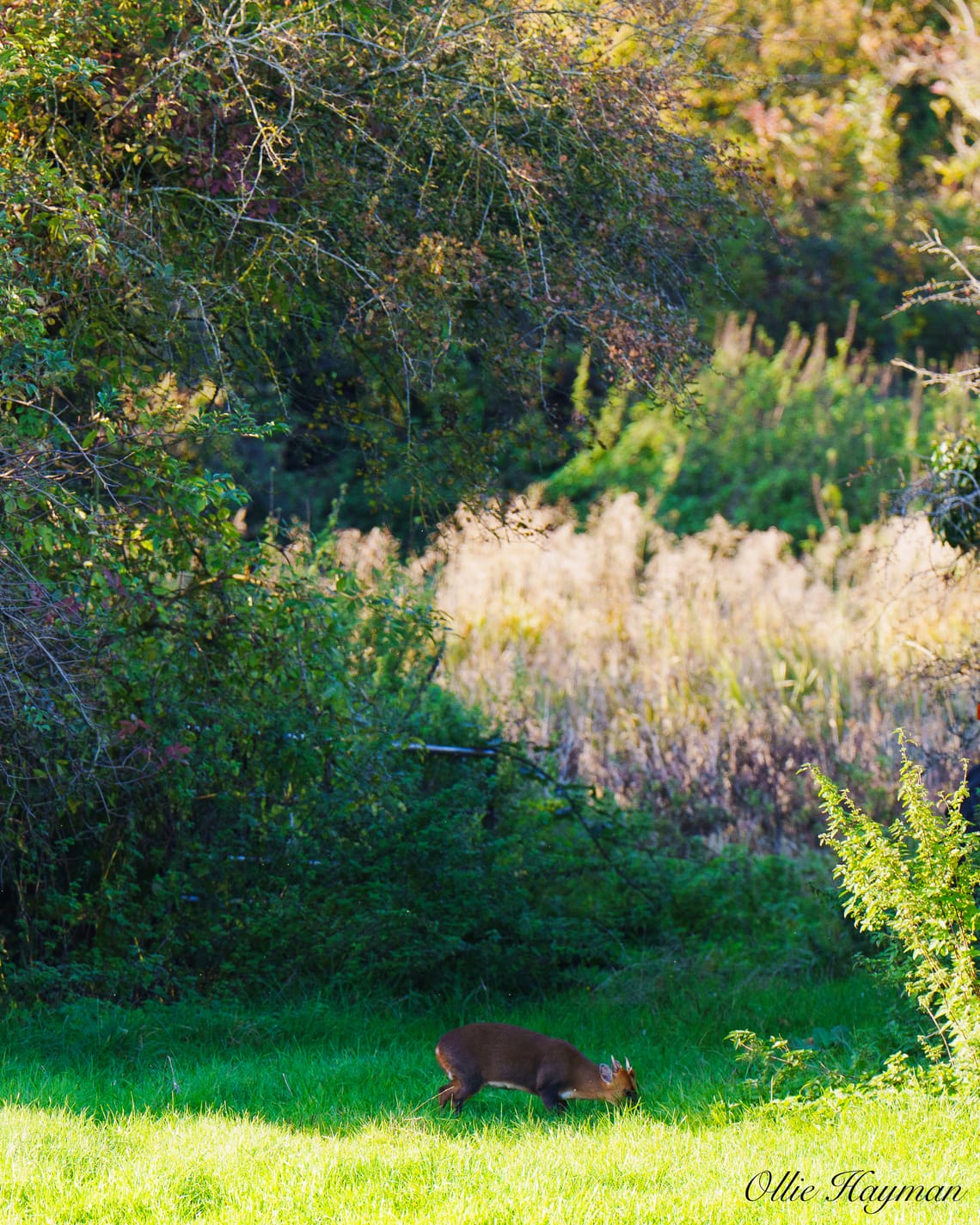 Muntjac Deer grazing