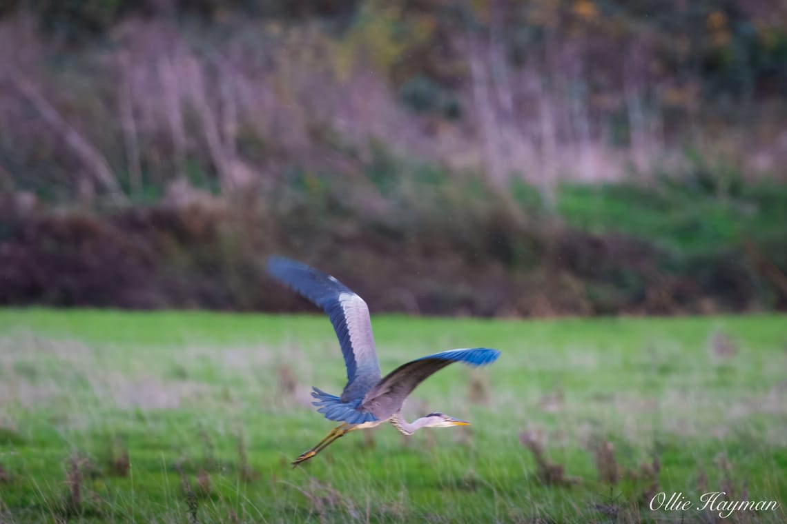 Grey Heron flying low