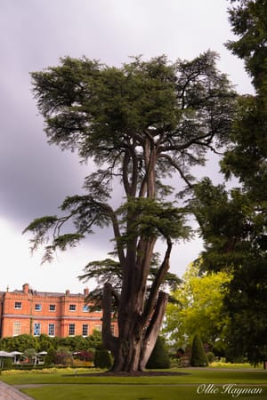 The tallest tree