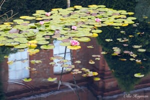 Lily in the pond
