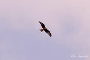 Red kite