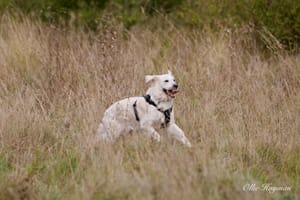 Dog in the grass