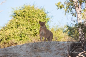Lion on the hill