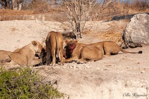 Pride of lions eating