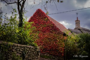 Autumn Ivy