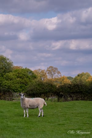 Lone sheep