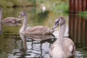 Cygnet