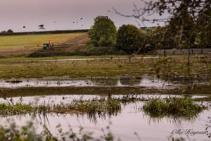 Birds over the river