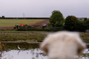 Dog watching birds