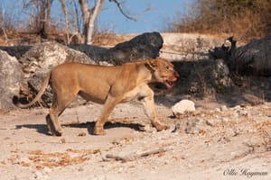 Lion after dinner