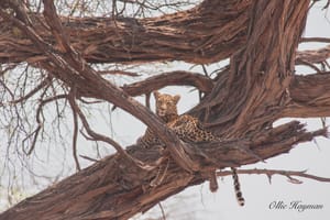 Leopard in tree