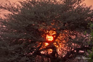 Sunsetting through tree