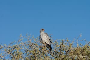 Pale Chanting Goshawk