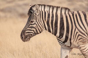 Zebra