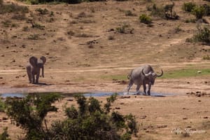 Baby Elephant Evicts Cape Buff