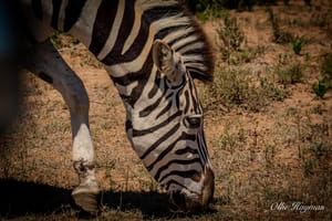 Zebra