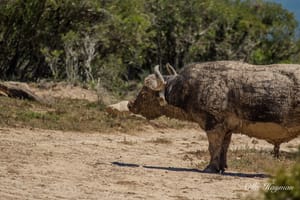 Cape Buffalo after mud bath