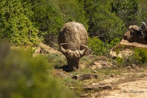 Cape Buffalo