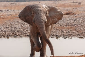 Elephant