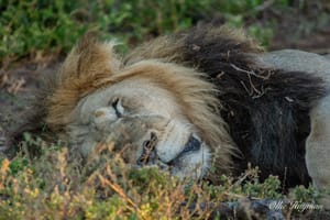 Sleeping Lion