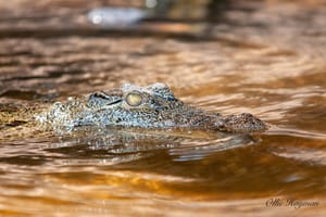 Baby Crocodile