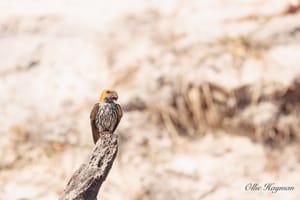 Lesser Striped Swallow