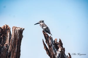 Pied Kingfisher