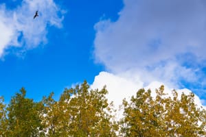 Red kite high above the trees