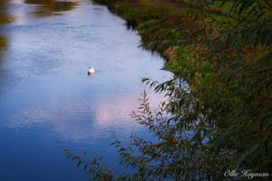 Swan in the canal