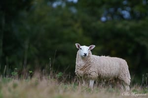Country side sheep