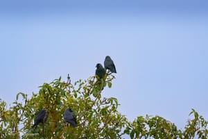 Jackdaws in the tree