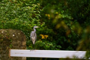 Grey heron