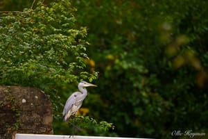 Grey Heron taking a step