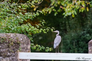 Grey heron showing it's back