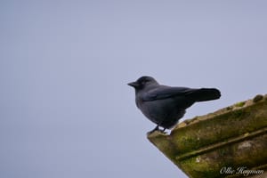 Jackdaw perched on a chimney